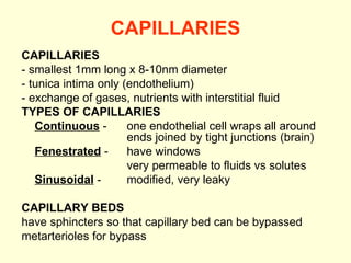 CAPILLARIES CAPILLARIES - smallest 1mm long x 8-10nm diameter - tunica intima only (endothelium) - exchange of gases, nutrients with interstitial fluid TYPES OF CAPILLARIES Continuous  - one endothelial cell wraps all around  ends joined by tight junctions (brain) Fenestrated   -  have windows very permeable to fluids vs solutes Sinusoidal   - modified, very leaky CAPILLARY BEDS have sphincters so that capillary bed can be bypassed  metarterioles for bypass 