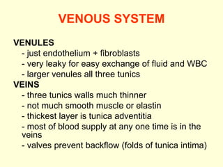 VENOUS SYSTEM VENULES - just endothelium + fibroblasts  - very leaky for easy exchange of fluid and WBC - larger venules all three tunics VEINS - three tunics walls much thinner - not much smooth muscle or elastin - thickest layer is tunica adventitia - most of blood supply at any one time is in the veins - valves prevent backflow (folds of tunica intima) 