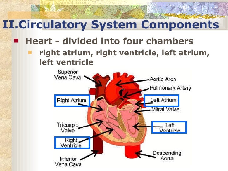 Circulatory System