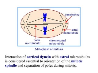 Astral Rays 31-micromotor.ppt