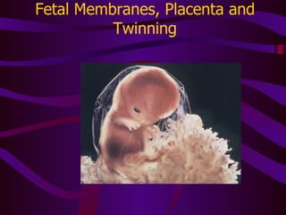 Fetal Membranes, Placenta and Twinning 