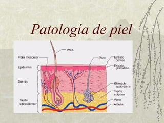 Patología de piel 