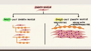 Smooth muscle types and structure physiology | PPTX
