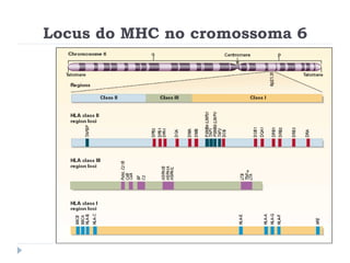 Locus do MHC no cromossoma 6
 