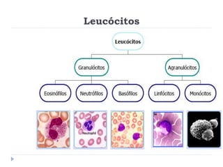 Leucócitos
 