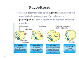 Fagocitose:
   A acção desempenhada pelos fagócitos. Células que têm
    capacidade de prolongar porções celulares -
    pseudópodes - com o objectivo de englobar partículas
    estranhas.
 