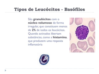 Tipos de Leucócitos - Basófilos

      São granulócitos com o
      núcleo volumoso de forma
      irregular, que constituem menos
      de 2% de todos os leucócitos.
      Quando activados libertam
      substâncias, como a histamina,
      que produzem uma resposta
      inflamatória
 
