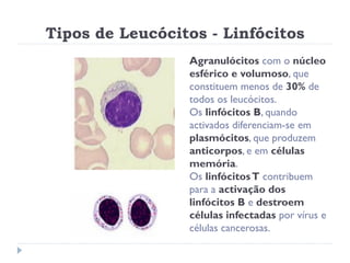 Tipos de Leucócitos - Linfócitos
                 Agranulócitos com o núcleo
                 esférico e volumoso, que
                 constituem menos de 30% de
                 todos os leucócitos.
                 Os linfócitos B, quando
                 activados diferenciam-se em
                 plasmócitos, que produzem
                 anticorpos, e em células
                 memória.
                 Os linfócitos T contribuem
                 para a activação dos
                 linfócitos B e destroem
                 células infectadas por vírus e
                 células cancerosas.
 