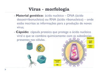 Vírus - morfologia
- Material genético: ácido nucleico – DNA (ácido
  desoxirribonucleico) ou RNA (ácido ribonucleico) – onde
  estão inscritas as informações para a produção de novos
  vírus;
- Cápside: cápsula proteica que protege o ácido nucleico
  viral e que se combina quimicamente com as substâncias
  presentes nas células.
 