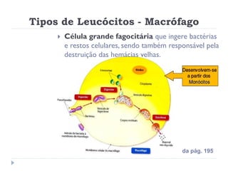 Tipos de Leucócitos - Macrófago
        Célula grande fagocitária que ingere bactérias
         e restos celulares, sendo também responsável pela
         destruição das hemácias velhas.




                                              da pág. 195
 