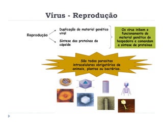 Vírus - Reprodução
 