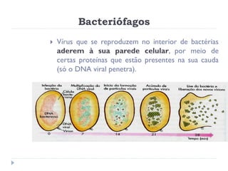 Bacteriófagos
   Vírus que se reproduzem no interior de bactérias
    aderem à sua parede celular, por meio de
    certas proteínas que estão presentes na sua cauda
    (só o DNA viral penetra).
 