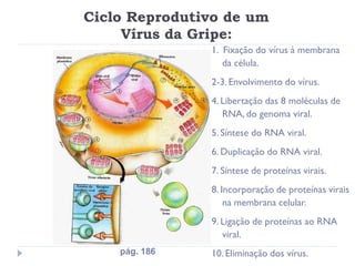 Ciclo Reprodutivo de um
     Vírus da Gripe:
               1. Fixação do vírus à membrana
                  da célula.
               2-3. Envolvimento do vírus.
               4. Libertação das 8 moléculas de
                  RNA, do genoma viral.
               5. Síntese do RNA viral.
               6. Duplicação do RNA viral.
               7. Síntese de proteínas virais.
               8. Incorporação de proteínas virais
                   na membrana celular.
               9. Ligação de proteínas ao RNA
                  viral.
    pág. 186   10. Eliminação dos vírus.
 