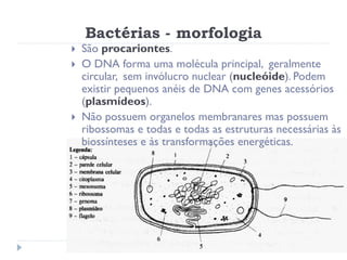 Bactérias - morfologia
   São procariontes.
   O DNA forma uma molécula principal, geralmente
    circular, sem invólucro nuclear (nucleóide). Podem
    existir pequenos anéis de DNA com genes acessórios
    (plasmídeos).
   Não possuem organelos membranares mas possuem
    ribossomas e todas e todas as estruturas necessárias às
    biossínteses e às transformações energéticas.
 