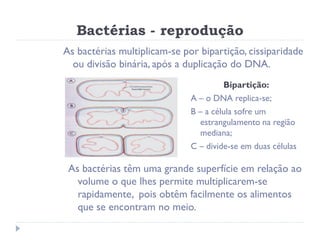 Bactérias - reprodução
As bactérias multiplicam-se por bipartição, cissiparidade
  ou divisão binária, após a duplicação do DNA.
                                       Bipartição:
                              A – o DNA replica-se;
                              B – a célula sofre um
                                estrangulamento na região
                                mediana;
                              C – divide-se em duas células

 As bactérias têm uma grande superfície em relação ao
   volume o que lhes permite multiplicarem-se
   rapidamente, pois obtêm facilmente os alimentos
   que se encontram no meio.
 