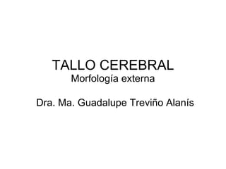 TALLO CEREBRAL Morfología externa Dra. Ma. Guadalupe Treviño Alanís 