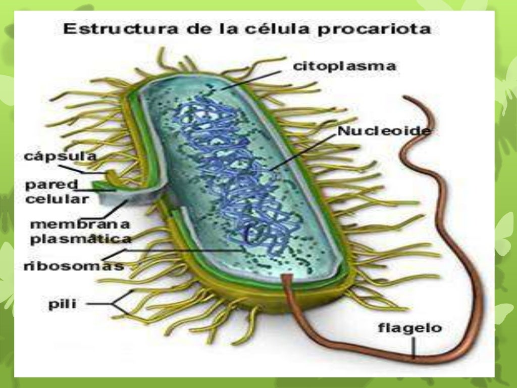 celula procariota