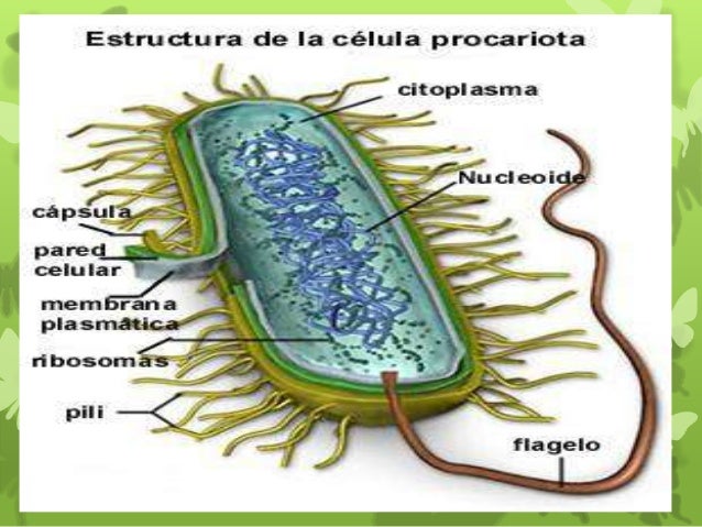 celula procariota