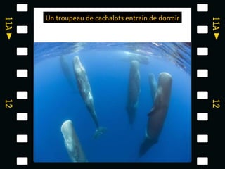 Un troupeau de cachalots entrain de dormir

 