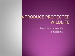 Black-faced spoonbills ( 黑面琵鷺 ) 