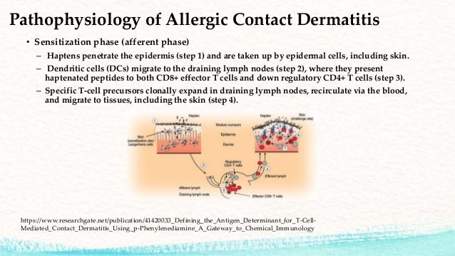 lymph nodes function