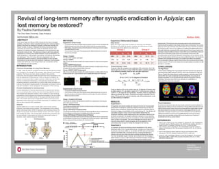 Revival of long-term memory after synaptic eradication in Aplysia; can
lost memory be restored?
By Paulina Kamburowski
The Ohio State University, Data Analytics
kamburowski.3@osu.edu
ABSTRACT
Ever since Cajal and Ramon(1894) introduced the idea of synaptic
plasticity, it has been widely accepted that long term memory(LTM) is
stored in the brain as changes in synaptic connections (Kandel ER).
Recent studies, however, challenge this theory and propose that
memories are stored within the nuclei of individual neurons, thus
erasure of a memory’s synaptic expressions is not synonymous with
permanent memory loss. This discovery brings to light new possible
treatments for memory-loss related diseases, such as Alzheimer’s. In
early Alzheimer’s, only synaptic connections, not neurons themselves,
are destroyed. Thus, if it is true that such degradation has not
permanently erased a memory, induced formation of new synaptic
connections, as can be done with serotonin treatment, could possibly
restore lost memories, even though these new connections will be
much different from the originals.
METHODS
Experiment1(ChenSetal):
•  FourgroupsofcellculturesofAplysiacellsareprepared.Sensoryneuronsarelabeledwith
dextranfluoresceinandmotorneuronswith dextranrhodamineviapressureinjection
•  Initialimaging usinglaserscanningconfocalfluorescencemicroscopyshowstheoriginal
varicositiesbetweenthecells
•  Overacourseof2days,eachoffourgroupsreceivesdifferenttreatments,butevery24
hourstheyarereimaged
Group1:Control
Thecultureisleftuntreated,justimaged
Group2:5X5HT
After24hours,thecellcultureistreatedwith5pulsesofserotonininordertoinducelong-term
facilitation
Group3:5X5HT-Anisomycin
After24hours,thecellcultureistreatedwith5pulsesofserotonin,andafteranother24hours,
itistreatedwiththeproteinsynthesisinhibitorAnisomycin
Group4:5X5HT-1X5HT-Anisomycin
After24hours,thecellcultureistreatedwith5pulsesofserotonin,andafteranother24hours,
itisfirstremindedwith1pulseofserotoninandimmediatelyaftertreatedwith Anisomycin
Experiment2(CaiDetal):
•  Fourgroupsof Aplysiaanimalsareprepared.
•  Overacourseof4days,eachoffourgroupsreceivesdifferenttreatments,butevery24
hourstheanimalsareadministeredatailshockandthelengthofthesiphon-withdrawal
reflex(inseconds)isrecorded
Group1:Controlà3XTrained
Theanimalsareuntreateduntilrightbeforethefinal96-hourmeasurement,whentheyare
trainedwith3shockstothetail
Group2:5XTrained-Aniso
Theanimalsarepre-trainedwith5shockstothetailandreceiveanAnisomycininjectionright
afterthe48-hourmeasurement
Group3:5XTrained-1XTrained-Aniso
Theanimalsarepre-trainedwith5shockstothetailandrightafterthe48-hourmeasurement,
areadministeredaremindershockimmediatelypriortoanisomycininjection
Group4:5XTrained-1XTrained-Aniso-3XTrained
Theanimalsarepre-trainedwith5shockstothetailandrightafterthe48-hourmeasurement,
areadministeredaremindershockimmediatelypriortoanisomycininjection. Beforethefinal
96-hourmeasurementtheyaretrainedwith3shockstothetail
RESULTS	
  
Experiment 1:
As expected, cell cultures treated with serotonin formed new monosynaptic
sensorimotor connections. Anisomycin treatment alone(Group 3) does not
destroy these connections, because there first must be a reminder pulse of
serotonin to trigger reconsolidation of the memory(Group 4). The ultimate cell
varicosities imaged in Group 4 are of most interest. Rather than the
Anisomycin treatment simply destroying the new varicosities induced by the
serotonin as expected, the synaptic eradication seemed to occur randomly,
destroying some old and some new connections, but still overall yielding the
same number of varicosities. This result challenges the popular theory of
memories being stored in stable synapses, as the arrangement of the
connections does not seem to dictate the strength of the memory.
Experiment 2:
As expected, the shock-pre-training induced sensitization of the siphon-
withdrawal reflex in the 3 experimental groups. Similarly as in Experiment 1,
Anisomycin only had an effect on the duration of SWR when animals were
injected immediately after a reminder stimulus, implying that altering of
memory can only occur when the brain is actively expressing the memory.
The most remarkable results, however, can be drawn from the changes in
SWR duration in Group 4. After anisomycin destroyed synaptic connections
which were facilitated with the shock-training, previous research would
CONCLUSIONS
TheBigPicture:
These results challenge the long-accepted idea that memories are stored as
sequential firing patters between neurons, which was proposed by Cajal and
Ramon. Rather than being stored in stable synapses, memories seem to be
stored within the nuclei of particular neurons themselves, thus erasure of
synaptic expression is not synonymous with erasure of long-term memory.
Ultimately, memories may be far more refractory to modifications or
elimination than previously supposed.
FutureImplications:
Ifconfirmedandextendedtomammals,theseresultscouldleadtoimportantimplicationsfor
treatingdisordersrelatingtoLTMsuchasAlzheimer’s.PerhapseffortstotreatAlzheimer’swill
shiftfromtryingtoprevent furthermemory-lossandstrengtheningcognitiveabilitytoactually
attemptingtorestorethememorieswhichwerelost.InearlystagesofAlzheimer’s,only
degenerationofsynapticconnectionsoccurs,thustheindividualneuronsarestillintact.If
patientsareremindedofamemoryandimmediatelyaftertheirneuronsaresomehow
primedtogrownewvaricosities,perhapswiththeuseofserotoninasinExperiment1,
theoreticallyalostmemorycouldberestored.
REFERENCES
1  Chen S, Cai D, Pearce K, Sun PY-W, Roberts AC, Glanzman DL. 2014. Reinstatement
of long-term memory following erasure of its behavioral and synaptic expression in
Aplysia. eLife(2014). [accessed 3 December 2015]. doi: 10.7554/eLife.03869.:	
  
2  Cai D, Pearce K, Chen S, Glanzman DL. 2012. Reonsolidation of long-term memory in
Aplysia. Current Biology 22:1783-1788. [accessed 3 December 2015]. doi: 10.1016/j.cub.
2012.07.038
3  Citron M. 2002.Alzheimer’s disease: treatments in discovery and development. Nature
Neuroscience 5:1055-1057. [accessed 3 December 2015]. doi: 10.1038/nn940.	
  
4  Kandel ER. 2009. The Biology of Memory: A Forty-Year Perspective. The Journal of
Neuroscience 29(41): 12748-12756. [accessed 3 December 2015]. doi: 10.1523/
JNEUROSCI.3958-09.2009
INTRODUCTION
Previous Knowledge of Long-Term Memory:
In 1894, Cajal and Ramon proposed the famous idea that learning results
from changes in the strength of the synapse, later referred to as synaptic
plasticity. This theory has been widely accepted in the scientific
community, thus the popular belief has been that LTM is expressed in the
brain by sequences of firing neurons. When a memory is recalled, the
release of neurotransmitters, notably serotonin, determines whether the
memory is weakened (habituated) or strengthened (sensitized). By
increasing serotonin concentration to a neuron after being reminded of a
memory, the serotonin inspires growth of varicosities, a process known as
long-term facilitation, which strengthens the expression of the memory.
Current treatments for memory-loss:
Current treatments for memory loss focus not on restoring lost memory,
but on preventing further memory loss and improving cognitive function
with acetylcholine-esterase inhibitors. Much research is spent studying
extracellular amyloid plaques and intraneuronal tangles of the tau protein,
which result from the AB42 domain of the large transmembrane protein
APP. The problem with trying to target AB42 is that it could have some
essential function which has not yet been discovered, or inhibiting it could
reduce other important APP metabolites.
Aplysia:
Aplysia californica is a marine mollusk often used to study memory
because of its simple nervous system. The sensitization of the gill-and-
siphon withdrawal reflex (SWR) of Aplysia is well understood due to the
simple monosynaptic connections between sensory and motor neurons
that mediate the reflex. This monosynaptic sensorimotor connection can
be reconstituted in dissociated cell culture by training with pulses of
serotonin, which leads to long-term facilitation.
Instructors:
Adriana Dawes &
Valerie Coffman
	
  
	
  
MolGen	
  5660	
  
Experiment2MathematicalAnalysis
Data Given:
Below are charts of the mean durations (in seconds) and standard
deviations of the SWR for groups 1(control) and 4(the group of most
interest) at the three different time allotments
	
  
n	
   μ1	
   σ1	
  
48hr	
   12	
   2.5s	
   0.9s	
  
72hr	
   12	
   2.5s	
   0.9s	
  
96hr	
   12	
   10.4s	
   3.9s	
  
n	
   μ4	
   σ4	
  
48hr	
   11	
   53.7s	
   2.9	
  
72hr	
   11	
   4.8s	
   3.2	
  
96hr	
   11	
   56.7s	
   2.7	
  
Group	
  1	
   Group	
  4	
  
Paired Sample T-test:
In group 4 after the synapses were destroyed with anisomycin, the 3 tail
shocks seemed to induce a longer SWR than before synaptic eradication.
Is this difference between means at 48hr and 96hr significant?
𝐻0: 𝜇d=0 𝐻a: 𝜇d≠0
df =(n-1)=(11-1)=10 degrees of freedom
Using a t-table to look up the critical value for 10 degrees of freedom with
an alpha-value of .01, we obtain a value of 3.17. And since our t-value of
3.554>3.17, we reject the null hypothesis. Therefore, there is a significant
difference between the means, implying that synaptic eradication did not
erase LTM because the animal’s response was still sensitized(even more
so) after anisomycin treatment.
554.3
11
8.2
07.537.5604896
=
−−
=
−−
=
n
t hrhr
σ
µµ
IndicatethattheLTMshouldhavebeenpermanentlyerasedaswell,andthefinalshock
treatmentshouldhaveyieldedameandurationsimilartonaïvecontrolanimals.This,however,
clearlywasnotthecase,asthefinalmeanSWRdurationforGroup4was56.7scomparedto
thecontrolgroupwithameanof10.4s,adifferencesosignificantthatstatisticaltestingseems
ratherpetty.Ratherthancomparingthe96hrcontrolmeanandGroup4mean,itseemsmore
interestingtoanalyzethedifferencebetweenmeanswithinGroup4at48hr(beforeanisomycin
treatment)andat96hr(aftersynapticerasureandadministrationoffinalshocks).After
conductingapaired-samplet-testandrejectingthenullhypothesis,onecanconcludenotonly
thatLTMwasfullyrestored,butthatitwasevenmoresensitizedthanbefore.Thisindicatesthat
eradicationofthevaricositiesdidnoteraseLTM,butratherhadnoeffectonitsexpression.
SuchanobservationchallengesCajalandRamon’stheorythatmemoriesarestoredinstable
synapses,becauseLTMseemstobeindependentofsynapticplasticityandpersistsevenafter
eliminationof varicosities.
 