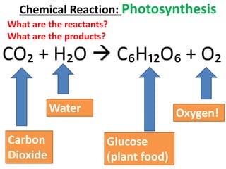 Chemical Reaction: Photosynthesis
What are the reactants?
What are the products?

CO₂ + H₂O  C₆H₁₂O₆ + O₂

          Water                      Oxygen!

Carbon                Glucose
Dioxide               (plant food)
 