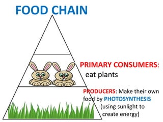FOOD CHAIN


        PRIMARY CONSUMERS:
         eat plants
         PRODUCERS: Make their own
         food by PHOTOSYNTHESIS
               (using sunlight to
                create energy)
 