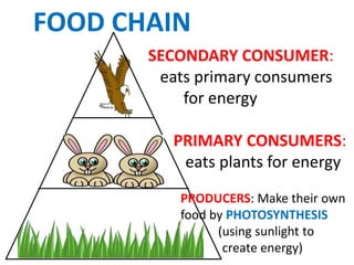FOOD CHAIN
       SECONDARY CONSUMER:
        eats primary consumers
           for energy

          PRIMARY CONSUMERS:
           eats plants for energy
           PRODUCERS: Make their own
           food by PHOTOSYNTHESIS
                 (using sunlight to
                  create energy)
 