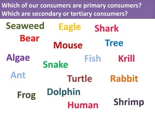 Which of our consumers areyour T-Chart!
      Sort these into primary consumers?
Which are secondary or tertiary consumers?
 Seaweed         Eagle     Shark
    Bear                     Tree
               Mouse
 Algae                   Fish     Krill
        Snake
  Ant        Turtle             Rabbit
   Frog  Dolphin
             Human               Shrimp
 