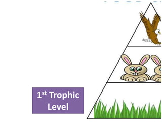 1st Trophic
   Level
 