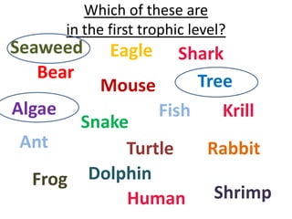 Which of these are
        in the first trophic level?
Seaweed        Eagle      Shark
   Bear                     Tree
             Mouse
Algae                  Fish       Krill
      Snake
Ant        Turtle              Rabbit
 Frog  Dolphin
           Human                 Shrimp
 