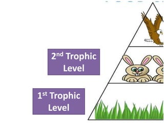 2nd Trophic
      Level

1st Trophic
   Level
 