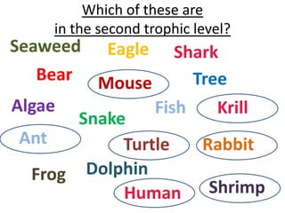 Which of these are
     in the second trophic level?
Seaweed Eagle Shark
   Bear Mouse        Tree
Algae           Fish    Krill
       Snake
 Ant        Turtle    Rabbit
  Frog  Dolphin
            Human Shrimp
 