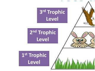 3rd   Trophic
               Level

   2nd Trophic
      Level

1st Trophic
   Level
 