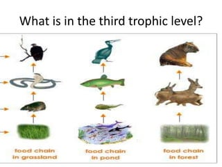 What is in the third trophic level?
 