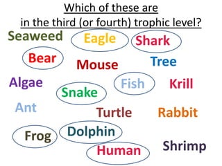 Which of these are
 in the third (or fourth) trophic level?
Seaweed Eagle Shark
   Bear Mouse        Tree
Algae           Fish    Krill
       Snake
 Ant        Turtle    Rabbit
  Frog  Dolphin
            Human Shrimp
 