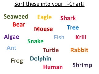 Sort these into your T-Chart!

Seaweed     Eagle     Shark
   Bear                 Tree
           Mouse
Algae               Fish    Krill
      Snake
Ant        Turtle          Rabbit
 Frog  Dolphin
           Human           Shrimp
 