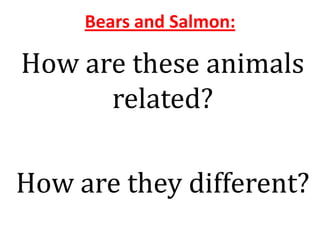 Bears and Salmon:

How are these animals
      related?

How are they different?
 