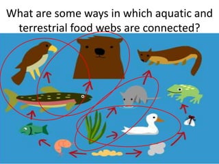 What are some ways in which aquatic and
 terrestrial food webs are connected?
 