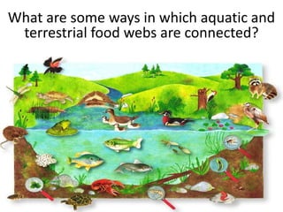 What are some ways in which aquatic and
 terrestrial food webs are connected?
 