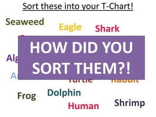 Sort these into your T-Chart!
Seaweed     Eagle     Shark
  Bear                  Tree
Algae
     HOW DID YOU
           Mouse
             Fish Krill
       Snake
 Ant  SORT THEM?!
              Turtle      Rabbit
  Frog    Dolphin
              Human        Shrimp
 