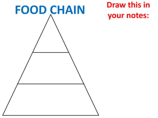 Draw this in
FOOD CHAIN   your notes:
 
