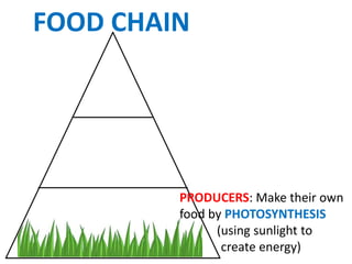FOOD CHAIN




         PRODUCERS: Make their own
         food by PHOTOSYNTHESIS
               (using sunlight to
                create energy)
 