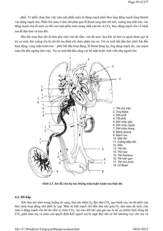 phổi .Vì phổi chưa làm việc nên một phần máu từ động mạch phổi theo ống động mạch (ống Botal)
vào động mạch chủ. Phần lớn máu ở tâm nhĩ phải qua lỗ Botal sang tâm nhĩ trái, xuống tâm thất trái, vào
động mạch chủ đi nuôi cơ thể còn một phần máu mang chất cặn bã và CO2 theo động mạch rốn về bánh
rau để đào thải và trao đổi.
Hầu hết máu thai nhi là máu pha trộn vừa đỏ sẫm, vừa đỏ tươi. Sau khi sổ thai ra ngoài được gọi là
trẻ sơ sinh, khi cuống rốn bị cắt thì rau đình chỉ chức phận của nó. Trẻ sơ sinh bắt đầu thở, phổi bắt đầu
hoạt động, vòng tuần hoàn tim – phổi bắt đầu hoạt động, lỗ Botal đóng lại, ống động mạch tắc, các mạch
máu rốn đều ngừng làm việc. Trẻ sơ sinh bắt đầu sống với hệ tuần hoàn vĩnh viễn như người lớn.
4.2. Hô hấp
Khi thai nhi nằm trong buồng tử cung, thai nhi nhận O2 đào thải CO2 qua bánh rau, do đó phổi của
thai chưa hoạt động nên phổi bị xẹp. Máu từ tĩnh mạch rốn đến thai nhi giàu O2 nên màu đỏ tươi, còn
máu ở động mạch rốn thì đỏ sẫm vì chứa CO2. Sự trao đổi khí qua gai rau là do sự chênh lệch nồng độ
CO2 giữa máu mẹ và máu con quyết định.Khi người mẹ bị ngạt thai nhi có thể nhường oxy cho mẹ và
Page 29 of 237
04/01/2013
file://C:WindowsTempjoytfbauqwcontent.htm
 