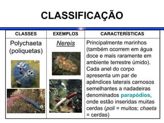 CLASSIFICAÇÃO
CLASSES EXEMPLOS CARACTERÍSTICAS
Polychaeta
(poliquetas)
Nereis Principalmente marinhos
(também ocorrem em água
doce e mais raramente em
ambiente terrestre úmido).
Cada anel do corpo
apresenta um par de
apêndices laterais carnosos
semelhantes a nadadeiras
denominados parapódios,
onde estão inseridas muitas
cerdas (poli = muitos; chaeta
= cerdas)
 