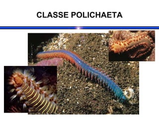 CLASSE POLICHAETA
 