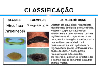 CLASSIFICAÇÃO
CLASSES EXEMPLOS CARACTERÍSTICAS
Hirudínea
(hirudíneos)
Sanguessugas Ocorrem em água doce, no ambiente
marinho e no ambiente terrestre úmido.
Possuem corpo achatado dorso-
ventralmente e duas ventosas: uma na
região anterior do corpo, ao redor da
boca, e outra na região posterior, com a
qual se fixam ao substrato. Não
possuem cerdas nem apêndices na
região cefálica (como tentáculos), mas
possuem olhos. A classe possui
representantes ectoparasitas,
predadores de pequenos invertebrados
e animais que se alimentam de outros
animais mortos.
 