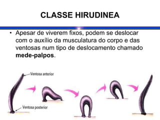 CLASSE HIRUDINEA
• Apesar de viverem fixos, podem se deslocar
com o auxílio da musculatura do corpo e das
ventosas num tipo de deslocamento chamado
mede-palpos.
 