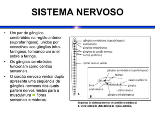 SISTEMA NERVOSO
• Um par de gânglios
cerebróides na região anterior
(suprafaríngeos), unidos por
conectivos aos gânglios infra-
faríngeos, formando um anel
sobre a faringe.
• Os gânglios cerebróides
funcionam como centros
sensoriais.
• O cordão nervoso ventral duplo
apresenta uma seqüência de
gânglios nervosos dos quais
partem nervos mistos para a
musculatura  fibras
sensoriais e motoras.
 